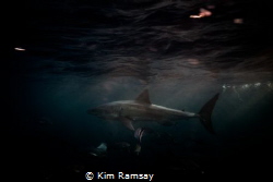 Great white shark darts past during a Neptune island suns... by Kim Ramsay 